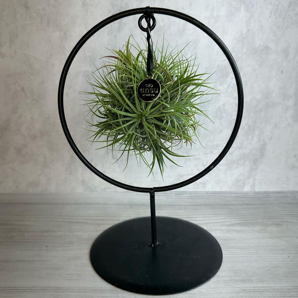 Кімнатна рослина на металевій круглій підставці 25 см