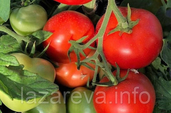 Насіння томату Вірочка  F1 10 насінин