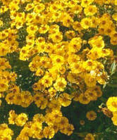 Хризантема веточная Mediba ringa (Саженцы)