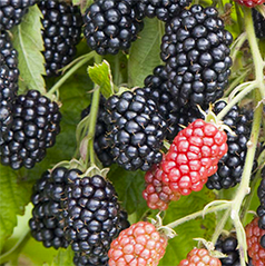 Ожина сорт Полар, 2 річна (С3)