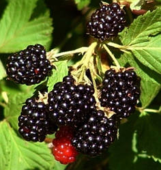 Саджанці ожини сорт Бжезина (Bgezina) 3 річні, конт. 10 л