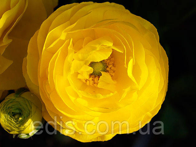 Жовтець (ранункулюс/лютик) азіатський жовтий 3 шт.