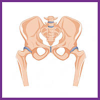Підтримка суглобів і рухливості
