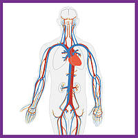 Підтримка серцево-судинної системи