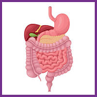Підтримка травної системи