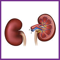 Підтримка ниркової функції