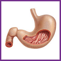 Засоби для нормалізації роботи шлунка