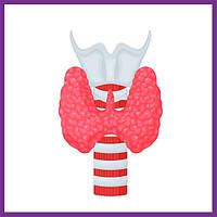 Підтримка щитовидної залози