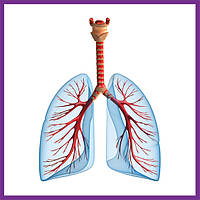 Підтримка дихальної системи