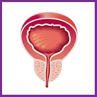 Підтримка простати