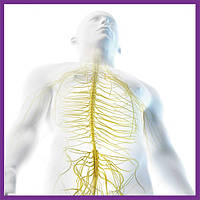 Підтримка нервової системи