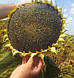 Насіння соняшника АЛЬДАЗОР (Стандарт), ТОВ "НВП "АГРО-РИТМ", Україна, фото 2