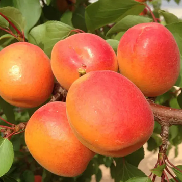 Абрикос Оранж Ред (середнього терміну дозрівання)