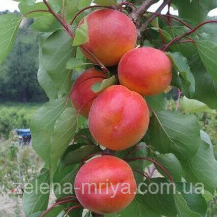 Абрикос Пріція (ранній сорт), фото 1