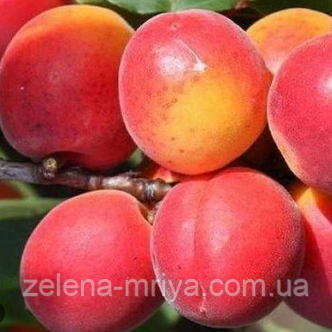 Абрикос Робада (ранній сорт), фото 1