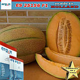 Диня рання ES 25156 F1, 500 насінин Ergon Seeds (Нідерланди), фото 2