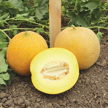Насіння дині Ванда F1, 10 насінин — ультраранній гібрид, Kitano Seeds, фото 1