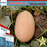 Диня рання ES 25157 F1, 500 насінин, Ergon seeds (Нідерланди), фото 2