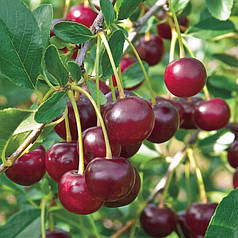 Вишня сорт Камін Джуель