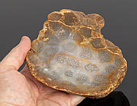 Окаменелый КОРАЛЛ (срез) - натуральный камень - Индонезия