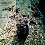 Бульбашник Діаболо 2 рік, фото 4