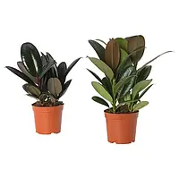 IKEA FICUS ELASTICA Комнатные растения, Различные каучуковые деревья (805.060.86)