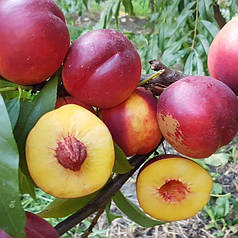 Саджанці нектарину сорт Флейвор Топ (середнього терміну дозрівання)