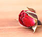 Сушені бутони троянд 5 г, засушена троянда, корисна добавка, фото 4