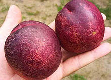 Саджанці нектарину сорт Алітоп (Alitop) (середньо-пізнього терміну дозрівання), фото 4