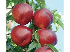 Саджанці нектарину сорт Алітоп (Alitop) (середньо-пізнього терміну дозрівання), фото 3