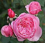 Троянда Kiss Me Kate (Кіс мі Кейт), фото 2