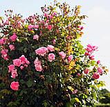 Троянда Kiss Me Kate (Кіс мі Кейт), фото 9