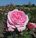 Троянда Kiss Me Kate (Кіс мі Кейт), фото 5