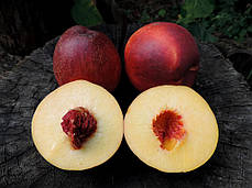 Саджанці нектарину сорт Алітоп (Alitop) (середньо-пізнього терміну дозрівання), фото 2