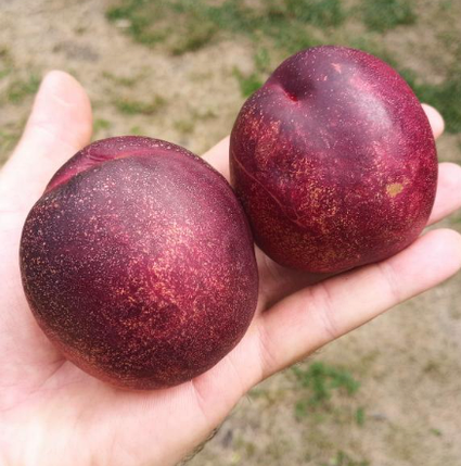 Саджанці нектарину сорт Алітоп (Alitop) (середньо-пізнього терміну дозрівання), фото 1