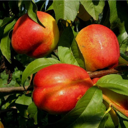 Саджанці нектарину сорт Рубіновий 7 (середнього терміну дозрівання), фото 1