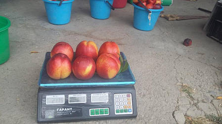 Саджанці нектарину сорт Рубіновий 7 (середнього терміну дозрівання), фото 2