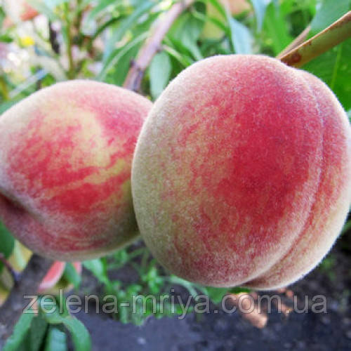 Персик Дніпровський (середнього терміну дозрівання), фото 1