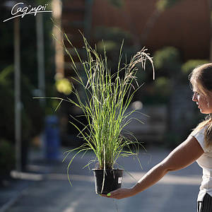 Бородач волотистий (Схізахіріум) 'Prairie Blues'. Контейнер 2л