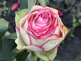 Саджанці троянд Карусель (Carousel)