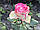 Саджанці троянд Карусель (Carousel), фото 2
