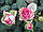 Саджанці троянд Карусель (Carousel), фото 4