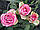 Саджанці троянд Карусель (Carousel), фото 3