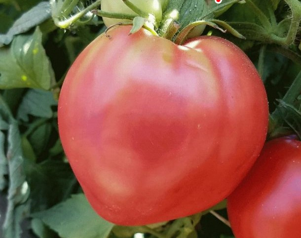 Насіння томату R-10 15 нас, фото 1