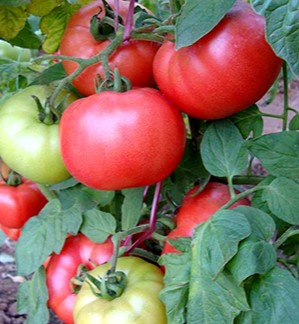 Насіння томату Голландець 15 насінин, фото 1