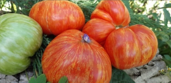 Насіння томату Джаз райдужний 15 насінин, фото 1