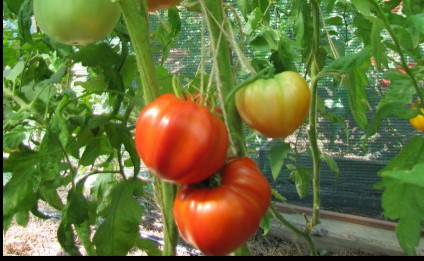 Насіння томату Замок Шартр 15 насінин, фото 1