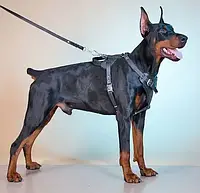 Шлейка з натуральної шкіри для робочих собак "Lockdog" розмір М