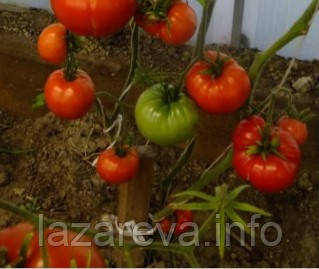 Насіння томату Червоний горизонт закату 15 насінин, фото 1