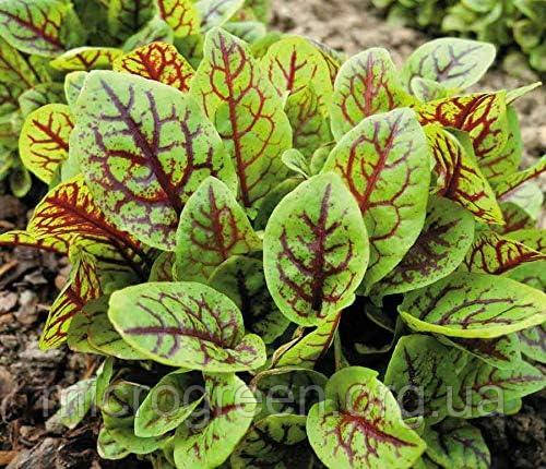 Насіння Щевель Сангвінік (червоні прожилки листа) бебі листя 10 г (import)